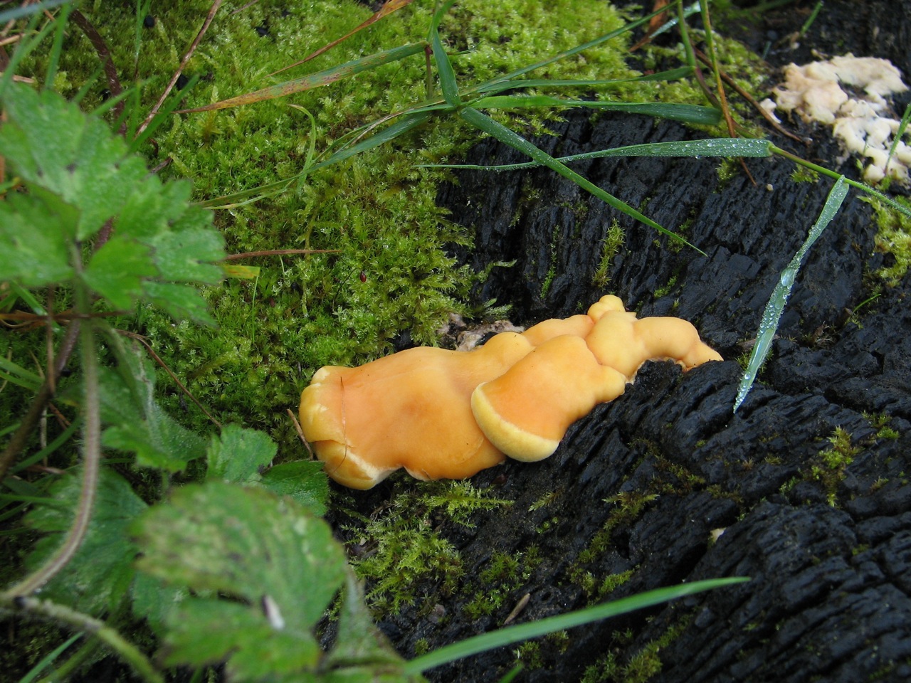 Laetiporus Sulfureus